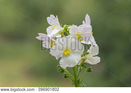 Wisley Vanilla Nemesia Flowers