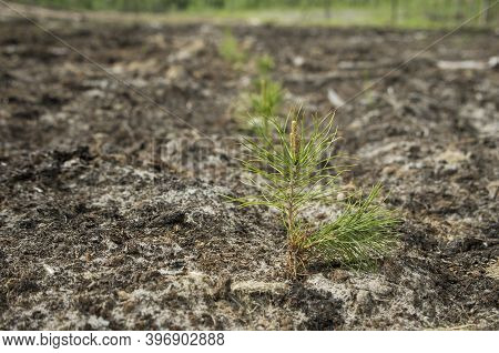 Reclamation Of An Oil Production Site. Planting Pine Seedlings.
