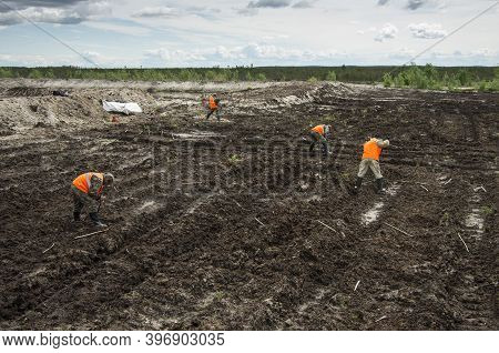 Khanty-mansi Autonomous Okrug, Russia / 12.06.2015: Reclamation Of An Oil Production Site. Planting 