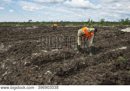 Khanty-mansi Autonomous Okrug, Russia / 12.06.2015: Reclamation Of An Oil Production Site. Planting 