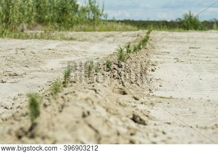 Reclamation Of An Oil Production Site. Planting Pine Seedlings.