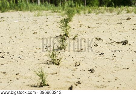 Reclamation Of An Oil Production Site. Planting Pine Seedlings.