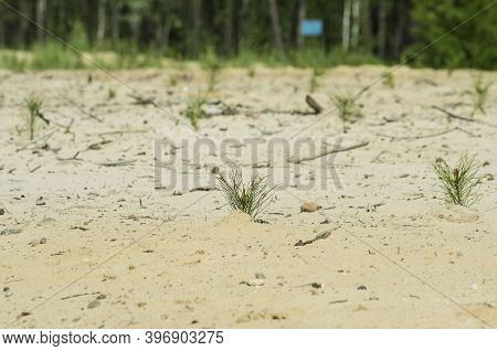 Reclamation Of An Oil Production Site. Planting Pine Seedlings.