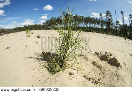 Reclamation Of An Oil Production Site. Planting Pine Seedlings.