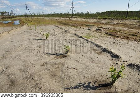 Reclamation Of An Oil Production Site. Planting Willow Seedlings.