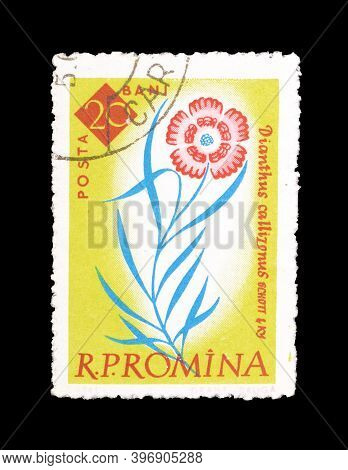 Romania - Circa 1961 : Cancelled Postage Stamp Printed By Romania, That Shows Dianthus Callizonus Fl
