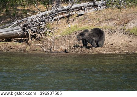 Grizzly Bear Guards His Buried Bull Elk Carcass He Caught Along The Yellowstone River, In Hayden Val