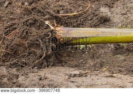 Banana Pseudostem With Very Healthy Roots Ready For Planting