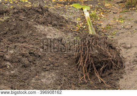 Banana Pseudostem With Very Healthy Roots Ready For Planting