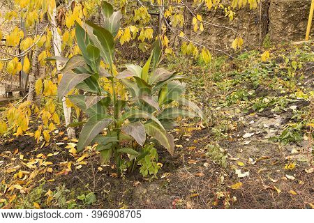 Canna Indica In Late Autumn, With Frosted Leaves And Maro, Plant Does Not Withstand Frost Concept