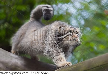 Pallas's Cat (otocolobus Manul). Manul Is Living In The Grasslands And Montane Steppes Of Central As