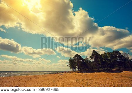 Wild Desert Beach With Pine Trees On A Suny Day