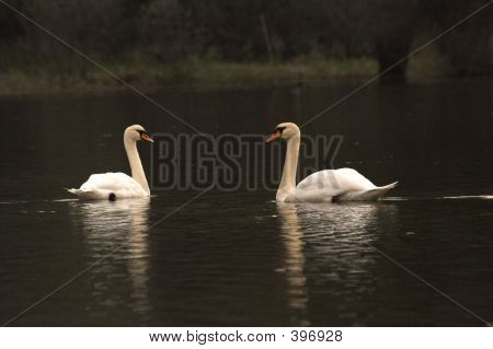 Swans