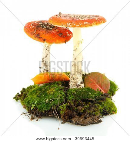 červené amanitas s mechem izolovaných na bílém