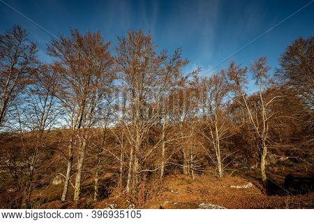 Beech Forest In Autumn On The Lessinia Plateau (altopiano Della Lessinia), Regional Natural Park, Ve