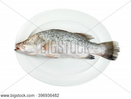 Barramundi Or Seabass Fish In Dish Isolated On White Background ,include Clipping Path