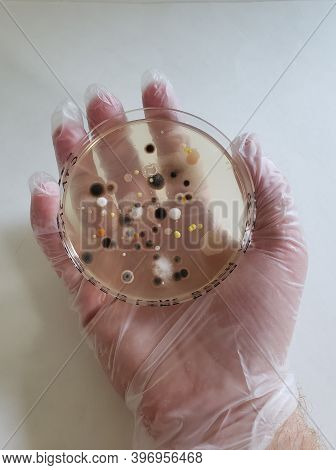 A Gloved Latex Hand Holding A Petri Dish With Growing Cultures Of Microorganisms, Fungi And Microbes