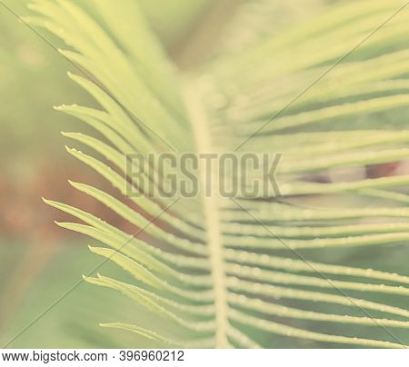 Palm Leaf Close Up, Nature Summer Backgrond.