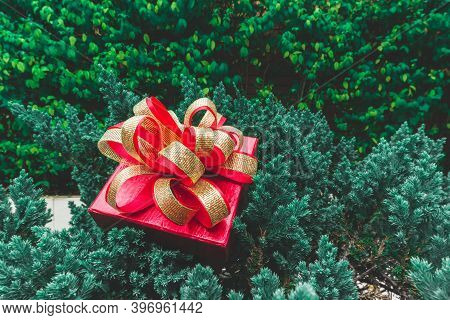 A Red Gift Box With Golden Ribbon Put On Green Leaves Of Small Pine Tree For Celebrate, Surprise Chr