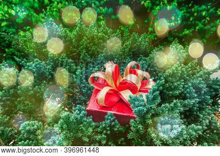 A Red Gift Box With Golden Ribbon Put On Green Leaves Of Small Pine Tree, Under Soft Orange Light  F