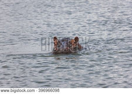Hippo Headshot Swimming In The Cooling Lake Akagera