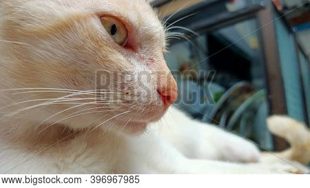 Stray Cat At Home Waithing For Food