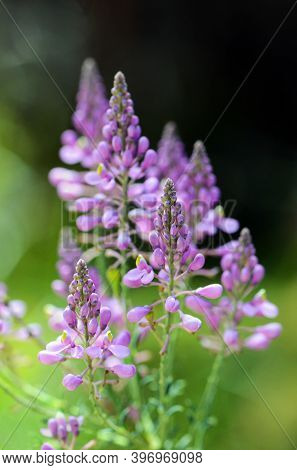 Purple Wildflowers Of The Australian Native Comesperma Ericinum Growing In Coastal Heath In The Roya