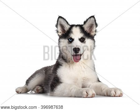Adorable Yakutian Laika Dog Pup, Odd Eyed And Cute Black Masked. Laying Down Side Ways. Looking Towa