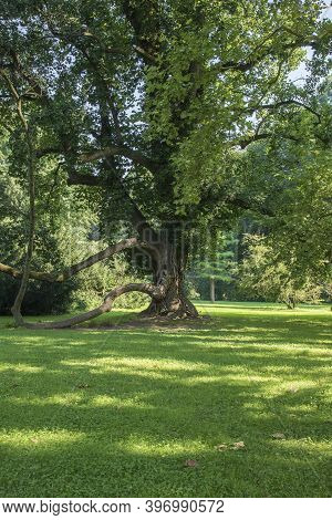 Old Tree - Soliter In The Garden. The Sun Shines And Forms Shadows In The Meadow. Photo Taken High.