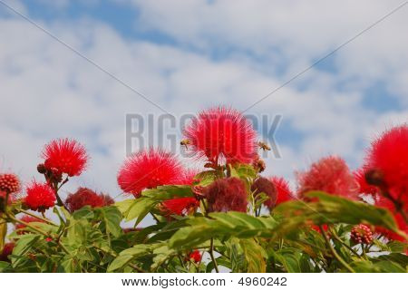 Bloemen