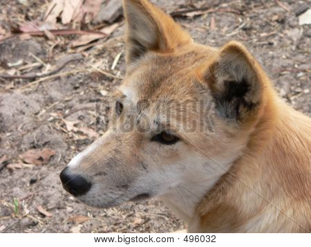 Dingo