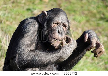 Chimpanzee eating grass