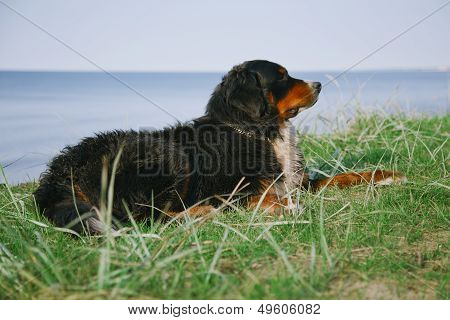 Bernese Mountain Dog Lying