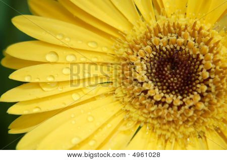 Sarı dev Gerbera papatya