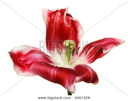 Tulipa vermelha