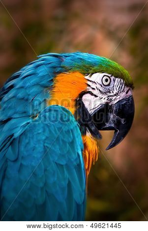 Beautiful Blue and Gold Macaw - Parrot Portrait