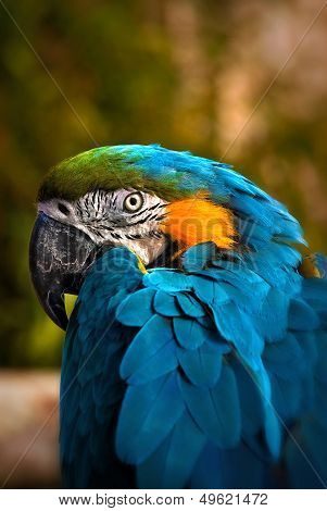 Beautiful Blue and Gold Macaw - Parrot Portrait