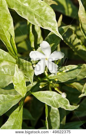 Gerdenia Crape Jasmine