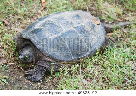 Snapping turtle