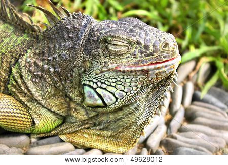 iguana basking on the sun