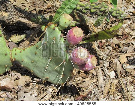 Prickly Pear Cactus, (Nepal Cactus)