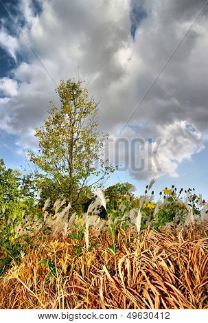 drammatic autumn scene
