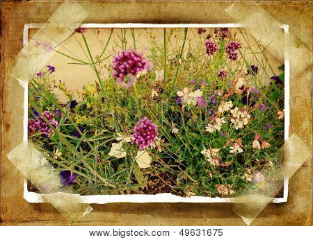 old photoalbum with wild flowers card