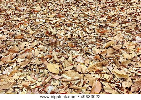 dry leaf