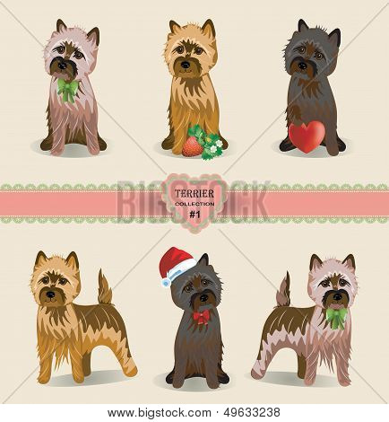 Terrier Collection