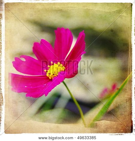 meadow flower - retro styled