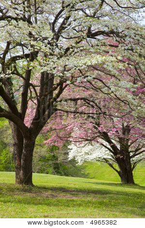 Bella primavera colori