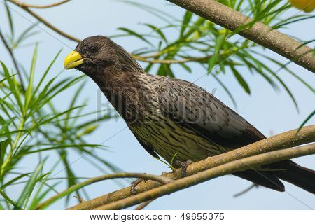 Western Grey Plantain-Eater