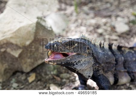 Gray iguana eating a egg