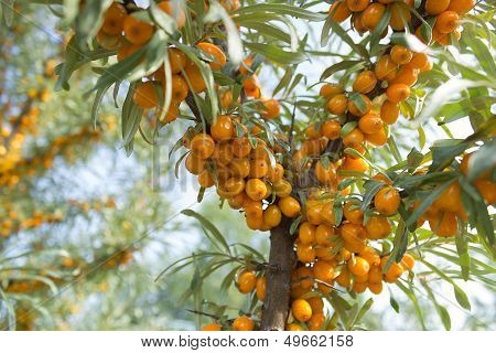Branches of seabuckthorn_5